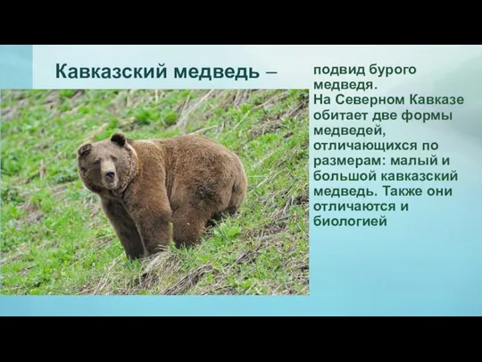Кавказский медведь – подвид бурого медведя. На Северном Кавказе обитает две