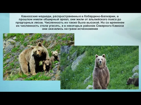 Кавказские медведи, распространенные в Кабардино-Балкарии, в прошлом имели обширный ареал, они