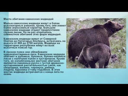 Добавить заголовок слайда - 4 Места обитания кавказских медведей Малые кавказские