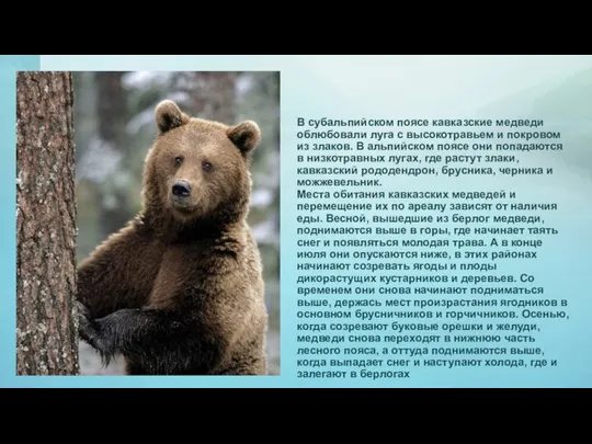 В субальпийском поясе кавказские медведи облюбовали луга с высокотравьем и покровом