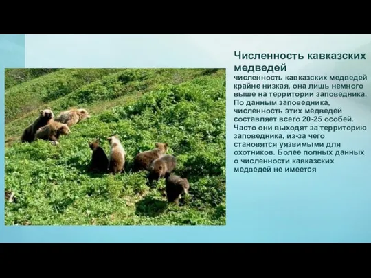 Численность кавказских медведей численность кавказских медведей крайне низкая, она лишь немного