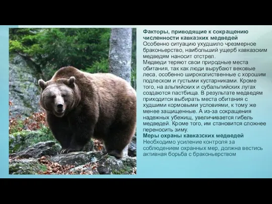 Факторы, приводящие к сокращению численности кавказких медведей Особенно ситуацию ухудшило чрезмерное