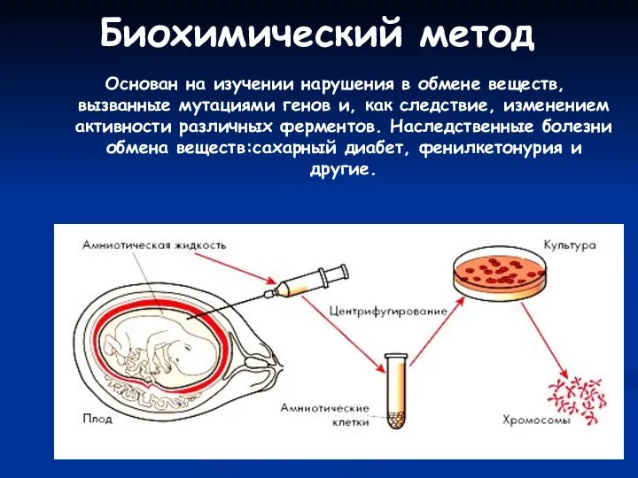 Биохимический метод Основан на изучении нарушения в обмене веществ, вызванные мутациями