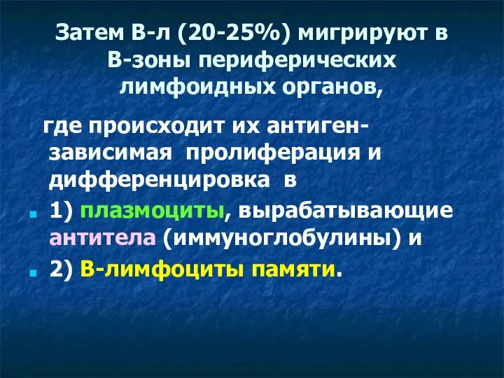 Затем В-л (20-25%) мигрируют в В-зоны периферических лимфоидных органов, где происходит