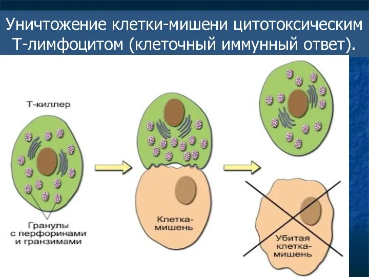 Уничтожение клетки-мишени цитотоксическим Т-лимфоцитом (клеточный иммунный ответ).