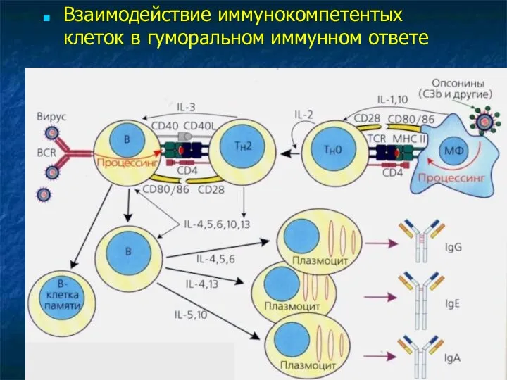 Взаимодействие иммунокомпетентых клеток в гуморальном иммунном ответе