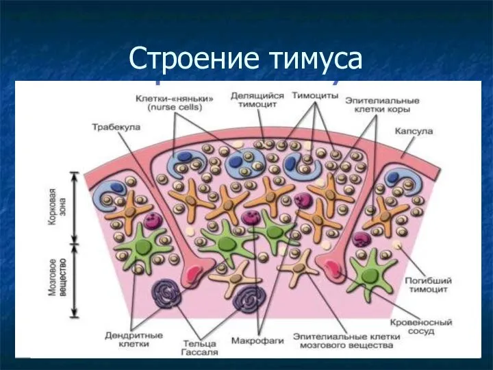 Строение тимуса