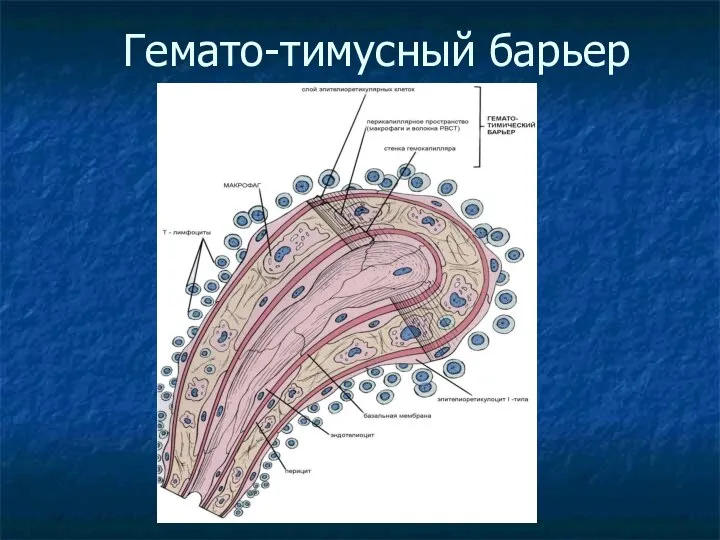 Гемато-тимусный барьер