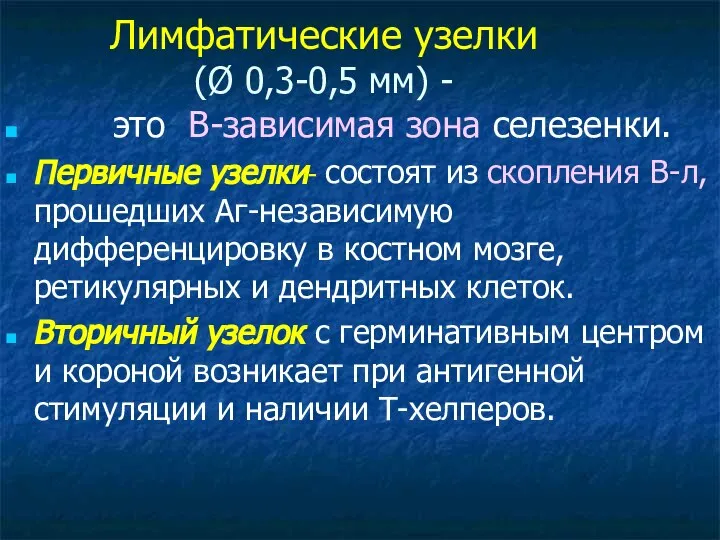 Лимфатические узелки (Ø 0,3-0,5 мм) - это В-зависимая зона селезенки. Первичные