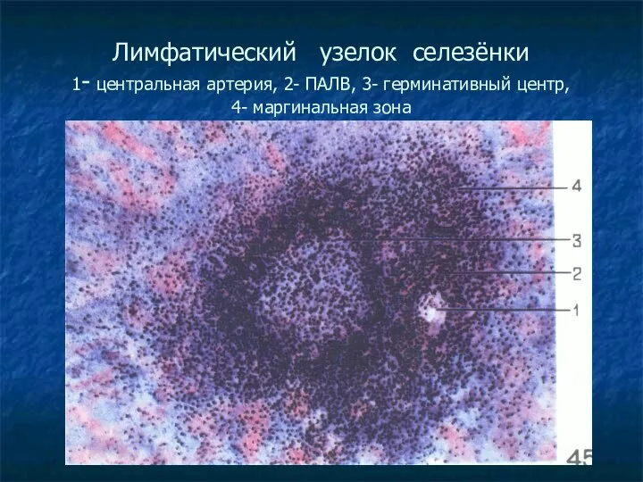 Лимфатический узелок селезёнки 1- центральная артерия, 2- ПАЛВ, 3- герминативный центр, 4- маргинальная зона