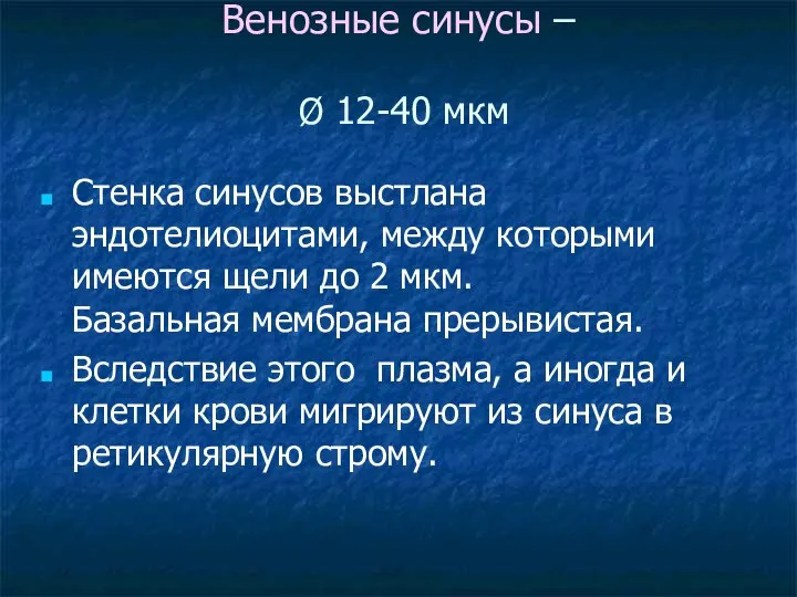 Венозные синусы – Ø 12-40 мкм Стенка синусов выстлана эндотелиоцитами, между