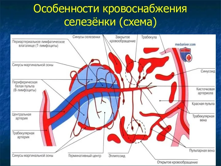 Особенности кровоснабжения селезёнки (схема)