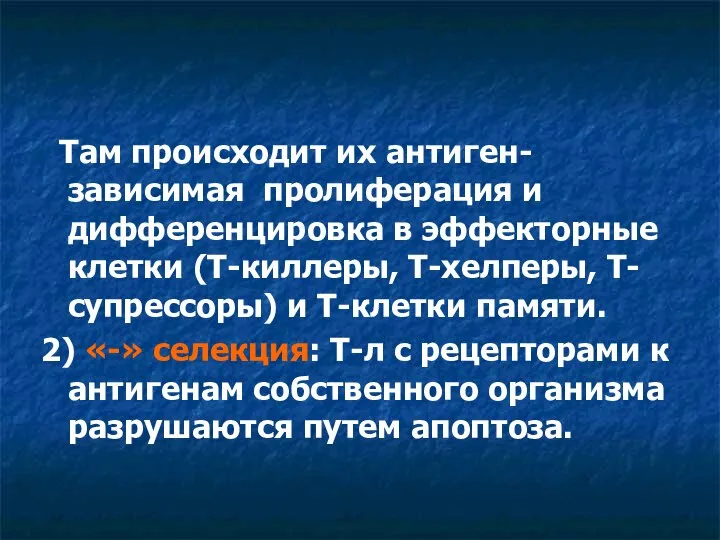 Там происходит их антиген-зависимая пролиферация и дифференцировка в эффекторные клетки (Т-киллеры,