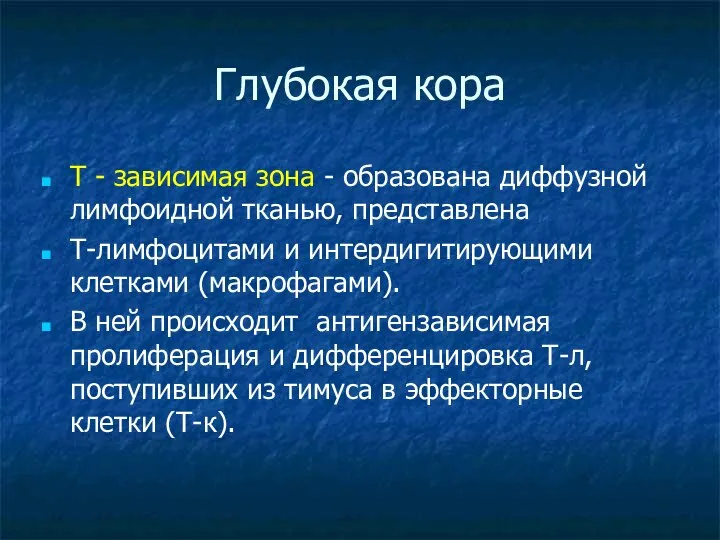 Глубокая кора Т - зависимая зона - образована диффузной лимфоидной тканью,