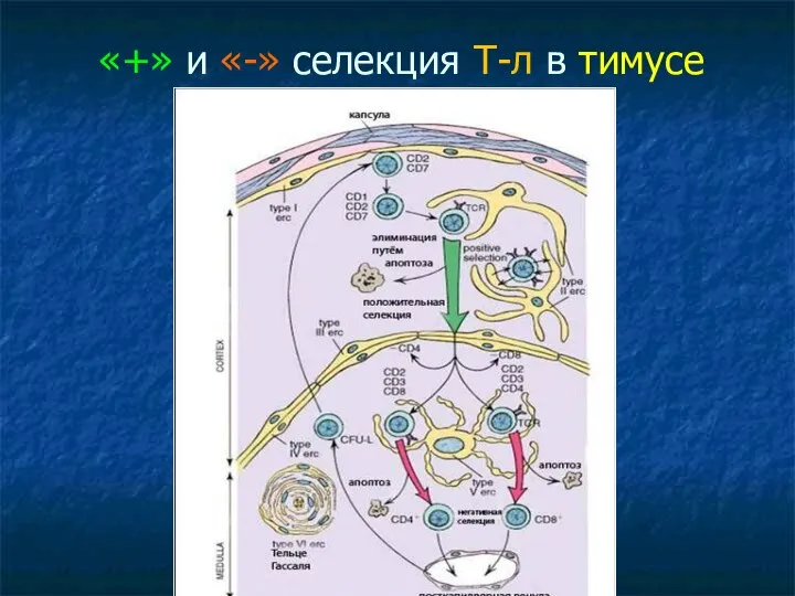 «+» и «-» селекция Т-л в тимусе