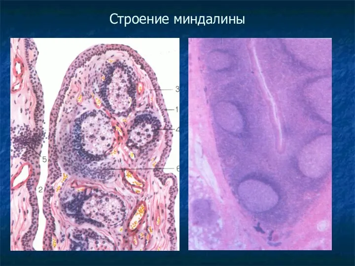 Строение миндалины