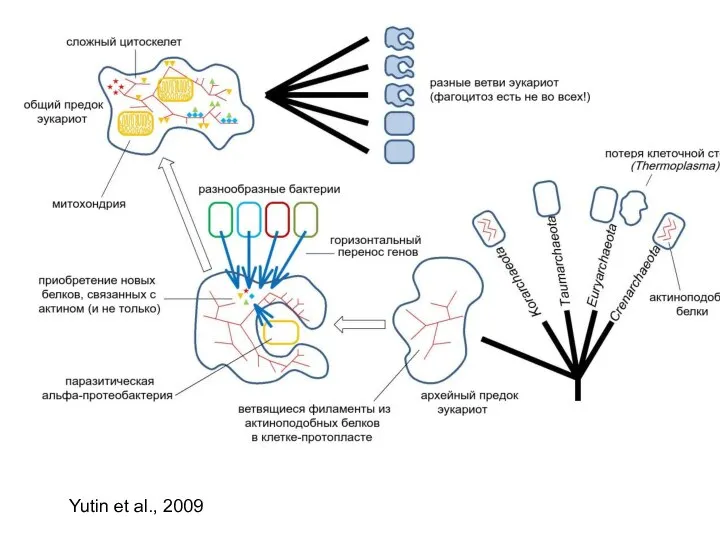 Yutin et al., 2009