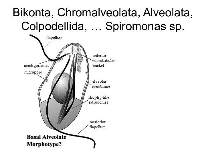 Bikonta, Chromalveolata, Alveolata, Colpodellida, … Spiromonas sp.