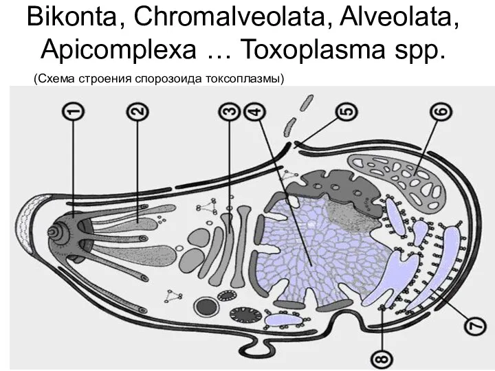 Bikonta, Chromalveolata, Alveolata, Apicomplexa … Toxoplasma spp. (Схема строения спорозоида токсоплазмы)