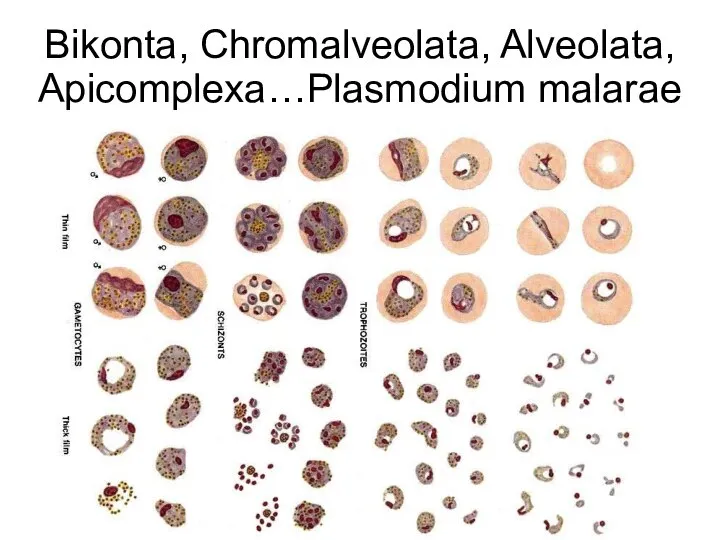 Bikonta, Chromalveolata, Alveolata, Apicomplexa…Plasmodium malarae