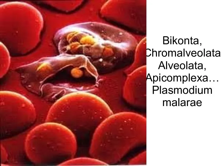 Bikonta, Chromalveolata Alveolata, Apicomplexa…Plasmodium malarae