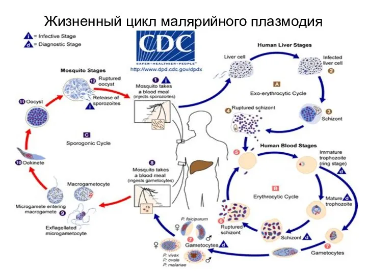 Жизненный цикл малярийного плазмодия