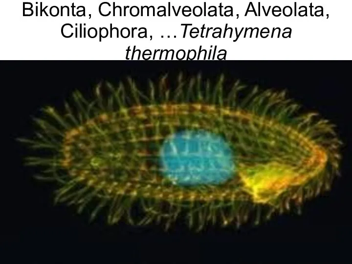 Bikonta, Chromalveolata, Alveolata, Ciliophora, …Tetrahymena thermophila