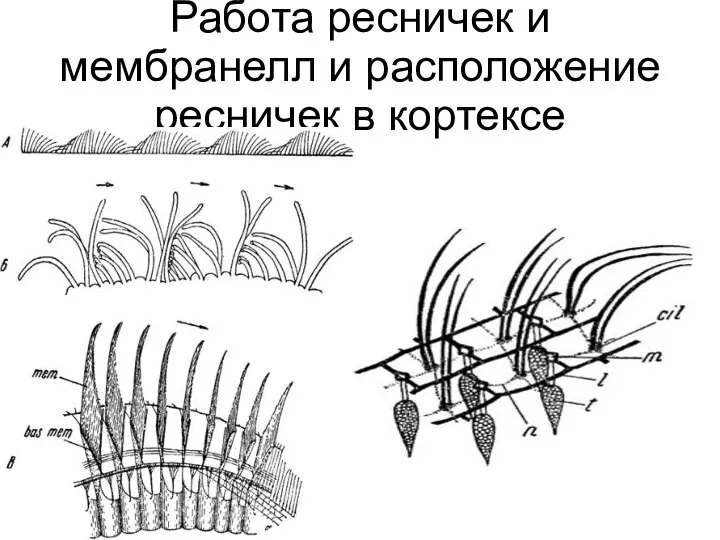 Работа ресничек и мембранелл и расположение ресничек в кортексе