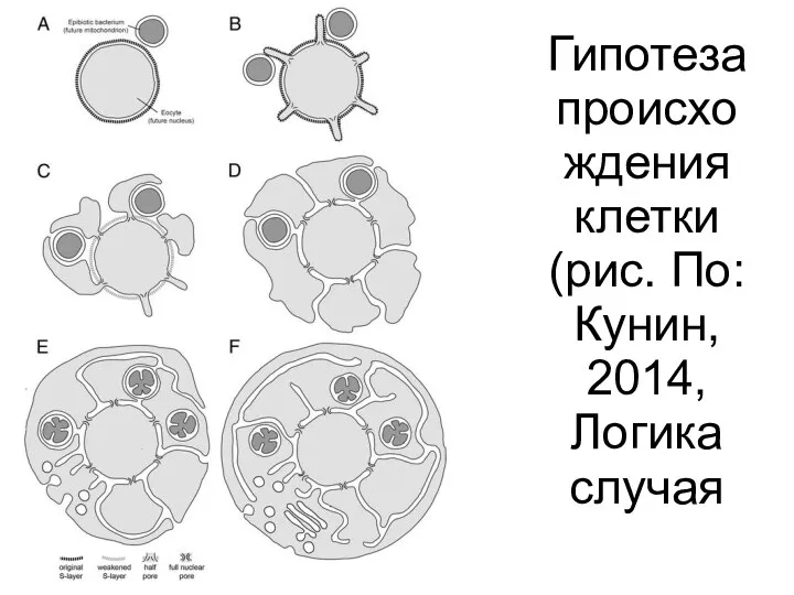 Гипотеза происхождения клетки (рис. По: Кунин, 2014, Логика случая