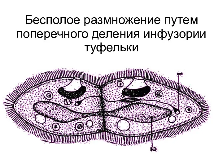 Бесполое размножение путем поперечного деления инфузории туфельки