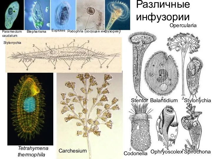 Tetrahymena thermophila Paramecium caudatum Stentor Balantidium Opercularia Stylonychia Codonella Ophryoscolex Spirochona