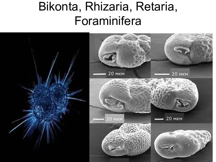 Bikonta, Rhizaria, Retaria, Foraminifera