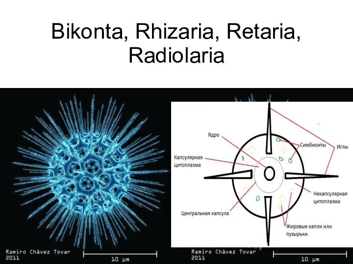 Bikonta, Rhizaria, Retaria, Radiolaria