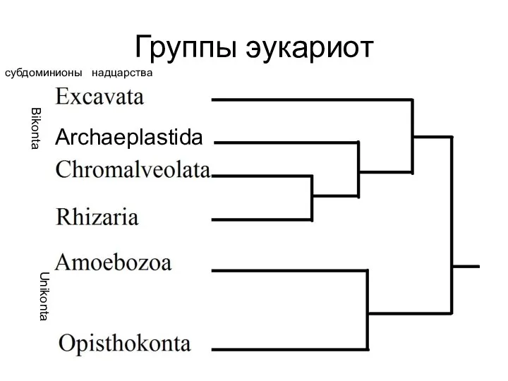 Группы эукариот субдоминионы надцарства Bikonta Unikonta Archaeplastida