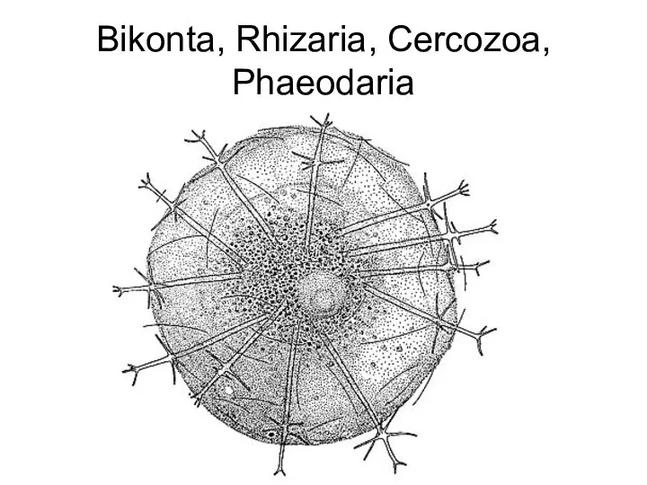 Bikonta, Rhizaria, Cercozoa, Phaeodaria