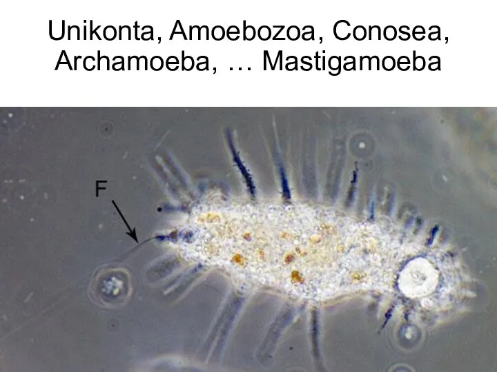 Unikonta, Amoebozoa, Conosea, Archamoeba, … Mastigamoeba