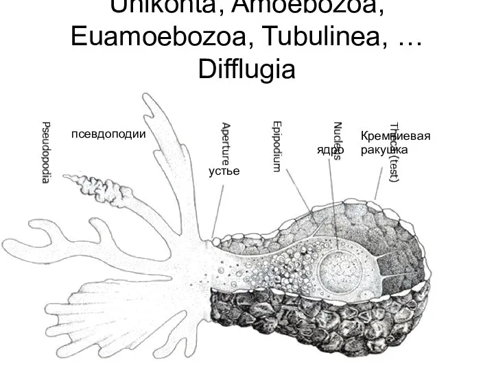 Unikonta, Amoebozoa, Euamoebozoa, Tubulinea, … Difflugia Кремниевая ракушка ядро устье псевдоподии