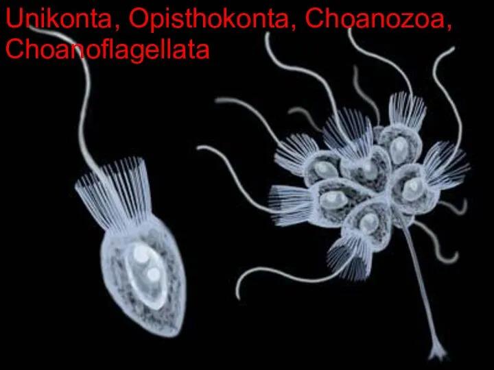 Unikonta, Opisthokonta, Choanozoa, Choanoflagellata