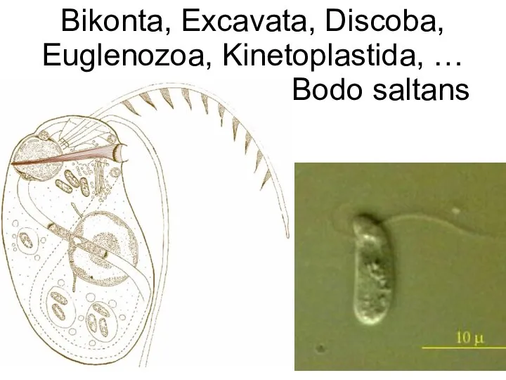 Bikonta, Excavata, Discoba, Euglenozoa, Kinetoplastida, … Bodo saltans