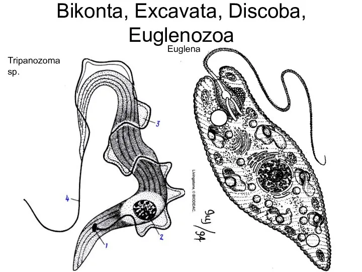 Bikonta, Excavata, Discoba, Euglenozoa Euglena sp. Tripanozoma sp.