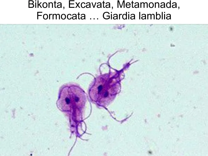 Bikonta, Excavata, Metamonada, Formocata … Giardia lamblia