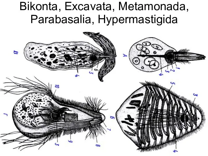 Bikonta, Excavata, Metamonada, Parabasalia, Hypermastigida