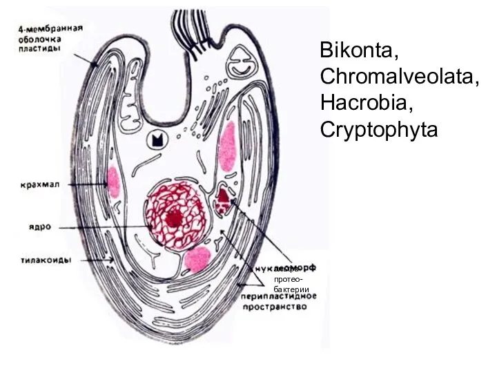 Bikonta, Chromalveolata, Hacrobia, Cryptophyta альфа- протео- бактерии