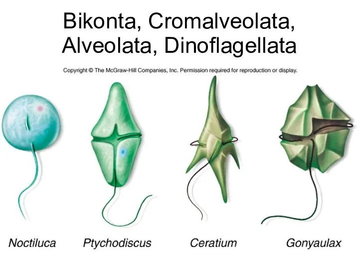 Bikonta, Cromalveolata, Alveolata, Dinoflagellata