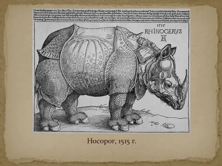 Носорог, 1515 г.