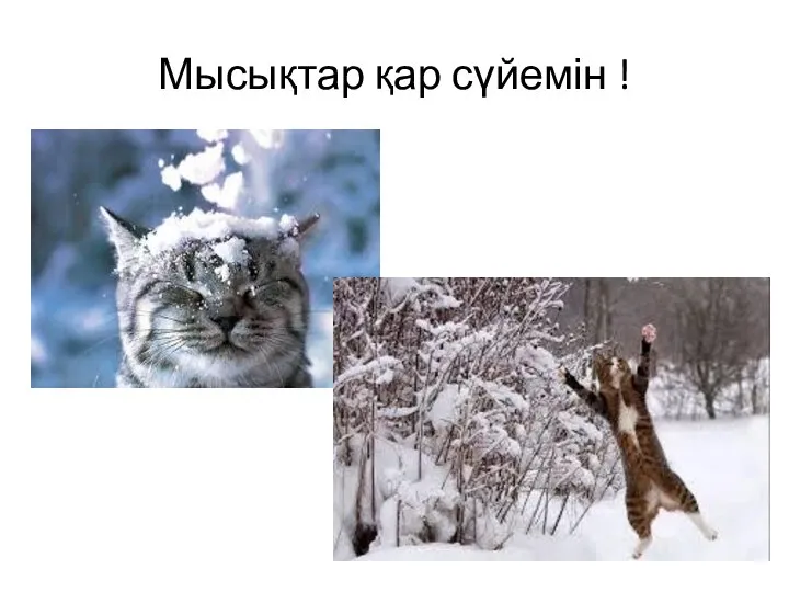 Мысықтар қар сүйемін !