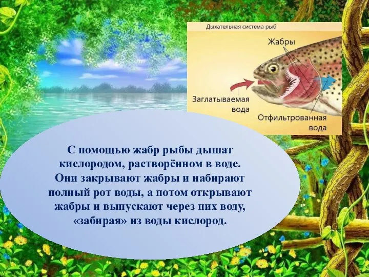 С помощью жабр рыбы дышат кислородом, растворённом в воде. Они закрывают