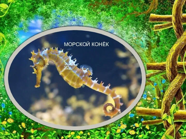 МОРСКОЙ КОНЁК