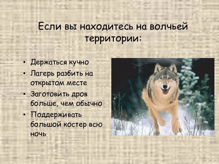 Если вы находитесь на волчьей территории: Держаться кучно Лагерь разбить на