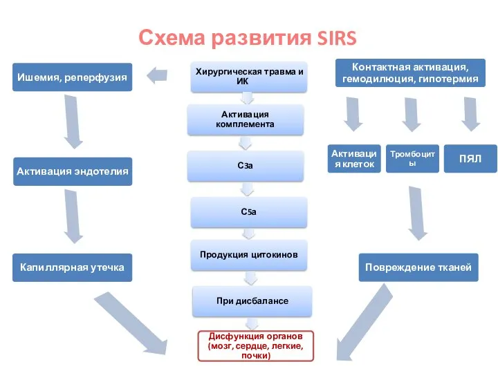 Активация клеток Схема развития SIRS